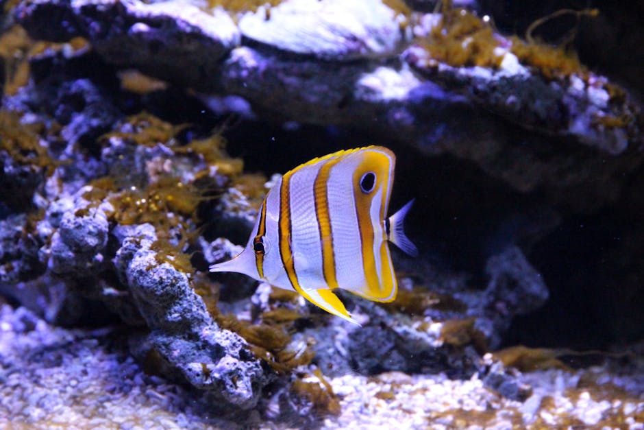 Colorful copperband butterflyfish swimming among coral reefs in an aquarium setting.