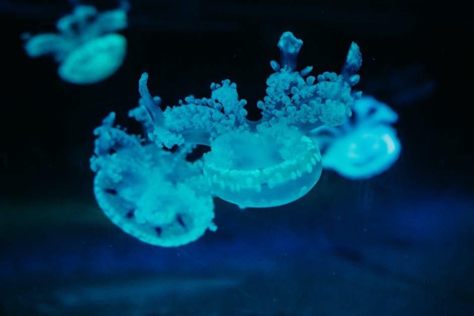 Bright blue jellyfish gracefully floating in a dark, oceanic setting.