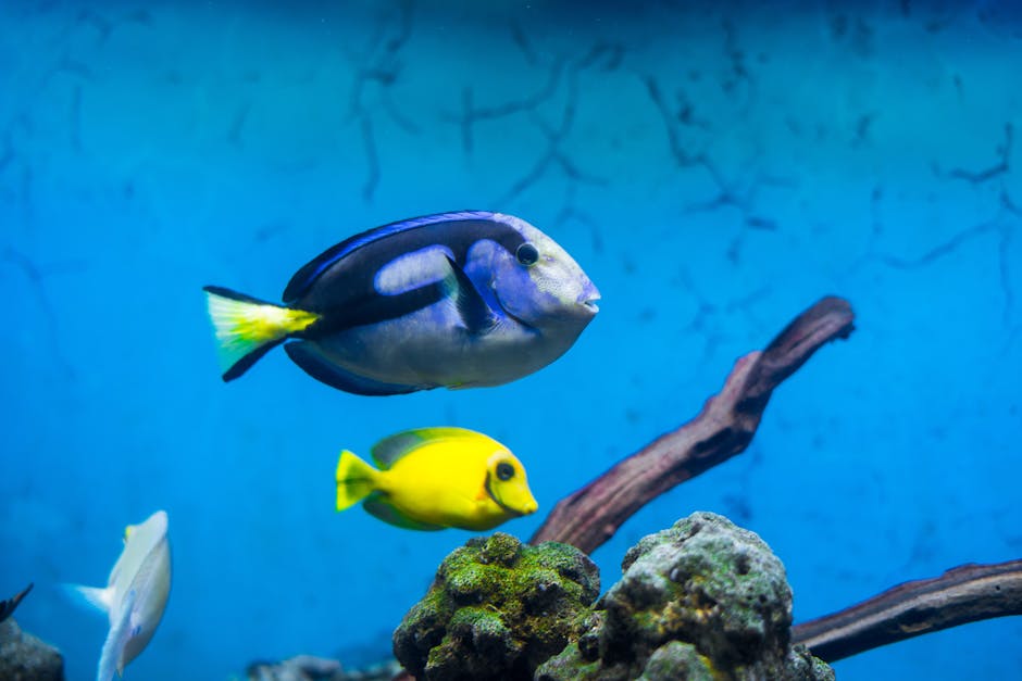 A vibrant underwater scene featuring colorful tropical fish swimming in an aquarium.