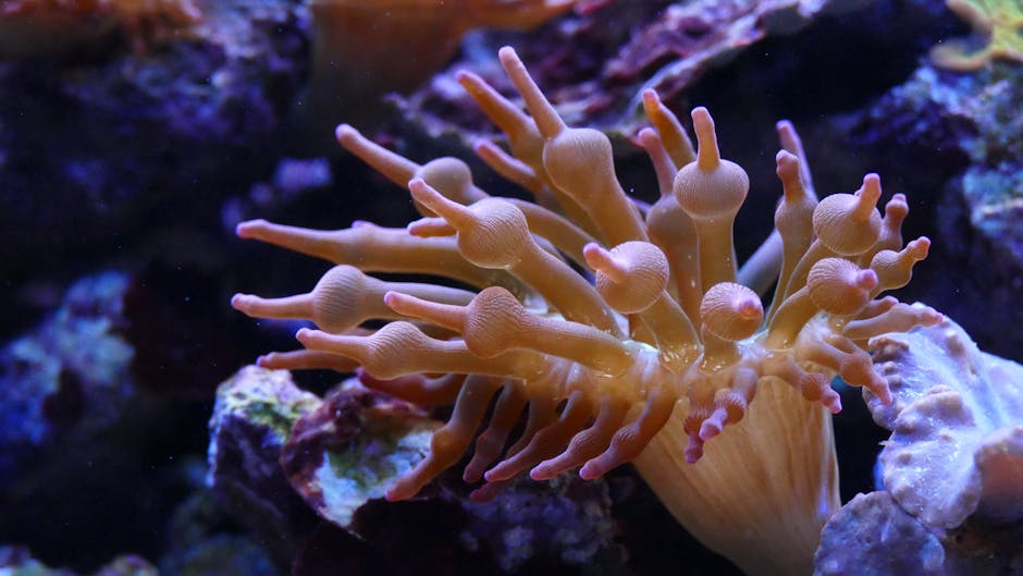 Close-up of a bright sea anemone among corals in a reef aquarium. Perfect for marine life themes.
