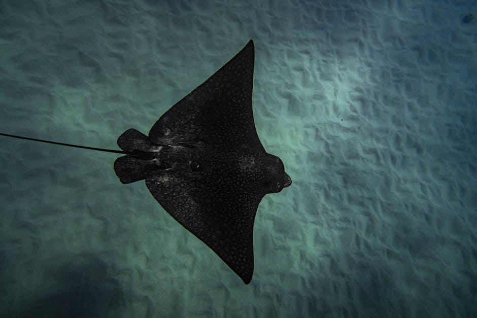 A graceful eagle ray swims over the ocean floor in Hawaii, showcasing nature's beauty.